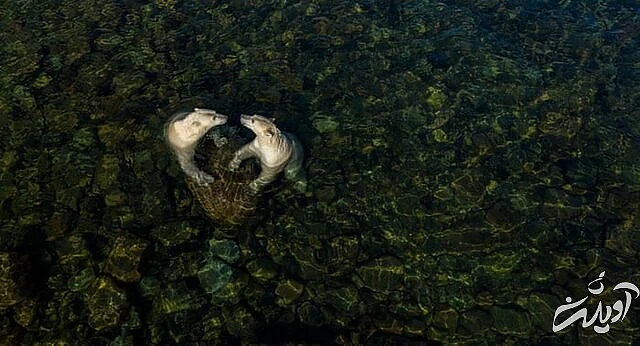 عکس های حیاتوحش برگزیده امسال را تماشا کنید